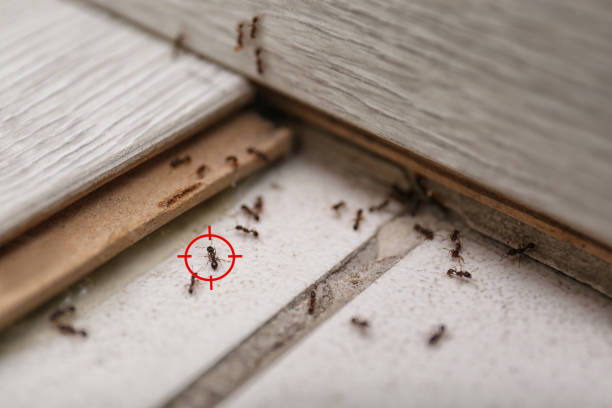 Best Pest Prevention Services  in John Day, OR