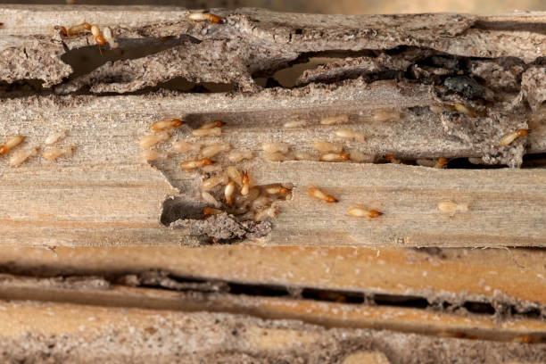 Best Best Pest Control Companies  in John Day, OR